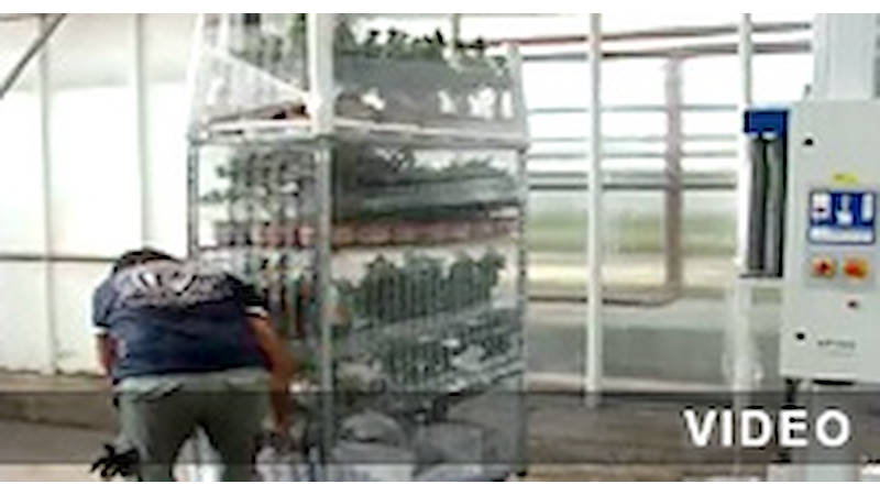 Máquina automática de embalaje para envolver los carros de la floricultura