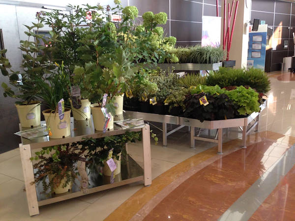 Meeting Arena Vivai - Piante da esterno