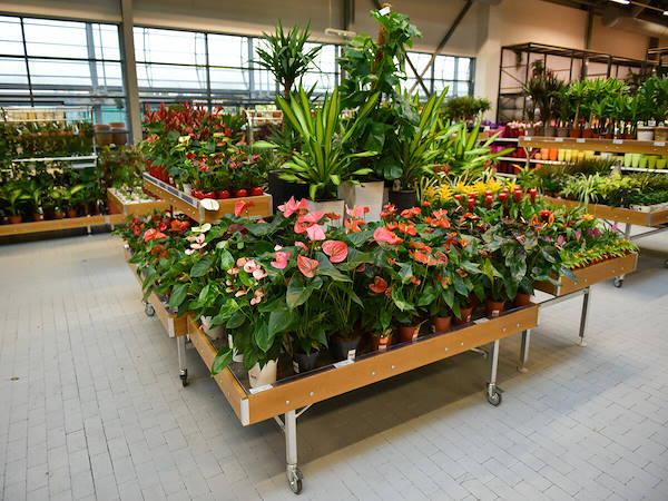 MERKUR esalta il reparto piante e fiori con i concept Orlandelli