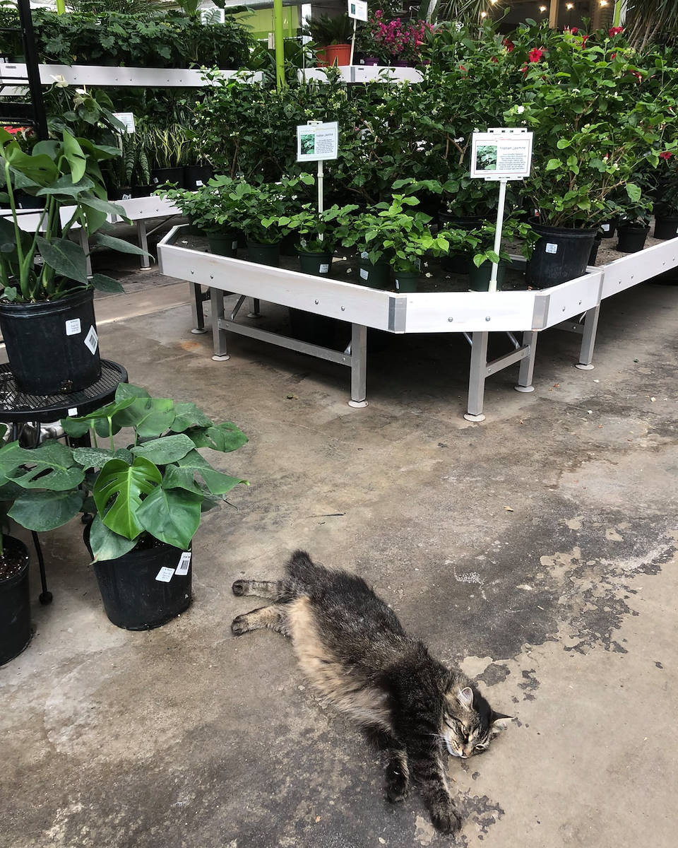 I bancali espositivi Orlandelli con Lacey