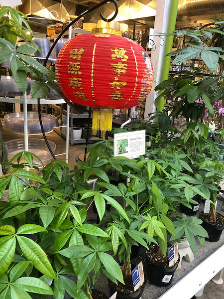 Minter Country Garden rinnova l'esposizione di piante e fiori con Orlandelli