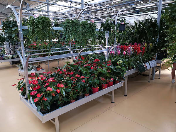 Mondo Verde Garden Center, restyling dell'area dedicata alle piante da interno