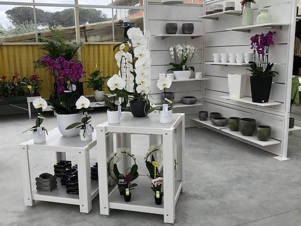 Neuer Look für Erika Vivai Mancinelli