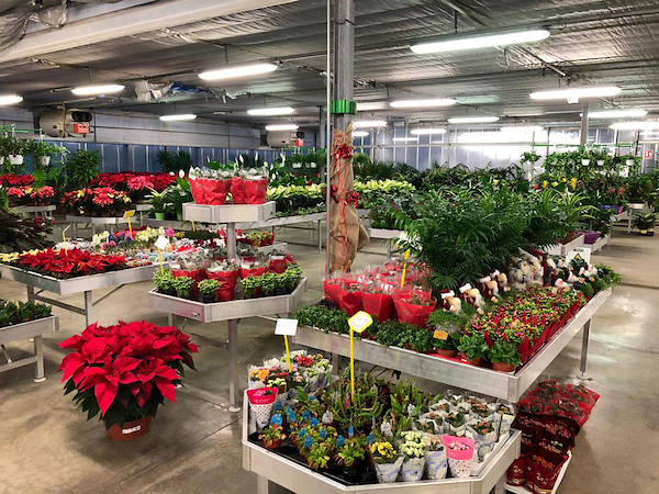 Nouveau concept d'exposition pour Legnaia Vivai