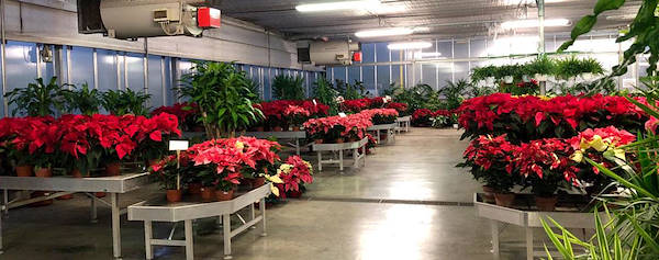 Nuovo concept espositivo per Legnaia Vivai