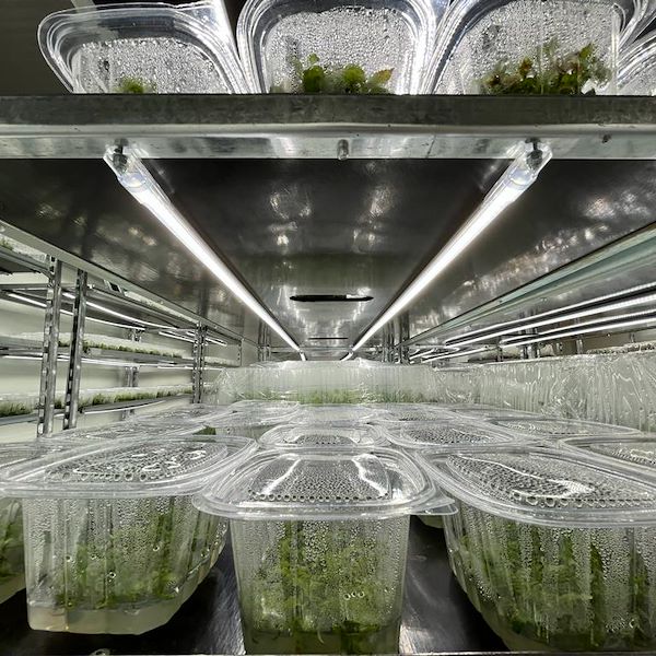 Carrello DC con kit luci led per GERMINAZIONE E INNESTO