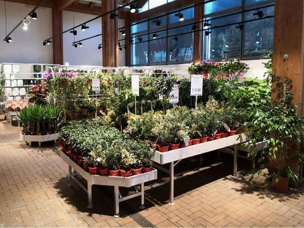 Modernización del área de exhibición de plantas y flores