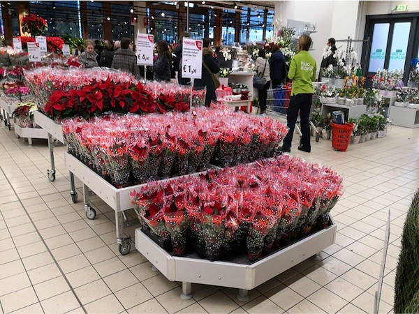 Modernizzazione area espositiva piante e fiori 