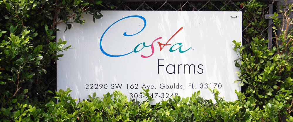 Orlandelli for Costa Farms