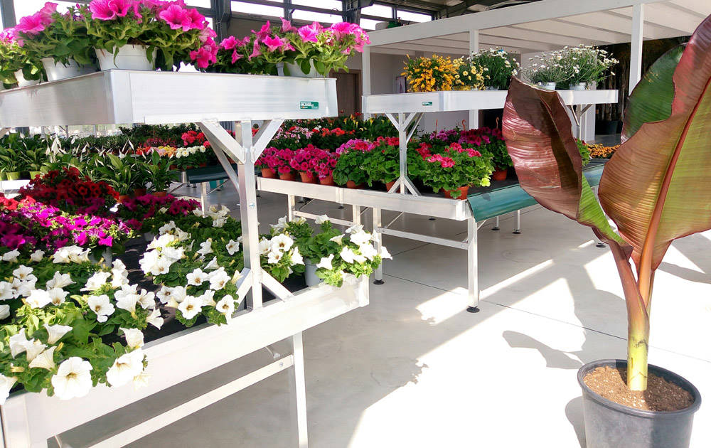 Pépinière Cucco, aménagement de la surface intérieure