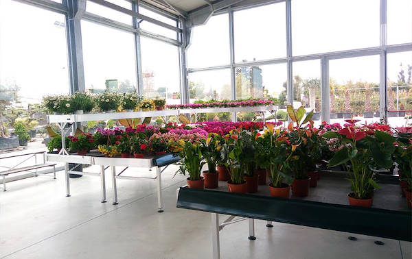 Pépinière Cucco, aménagement de la surface intérieure