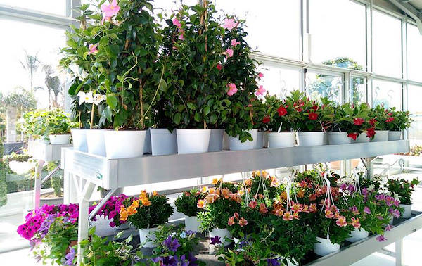 Pépinière Cucco, aménagement de la surface intérieure