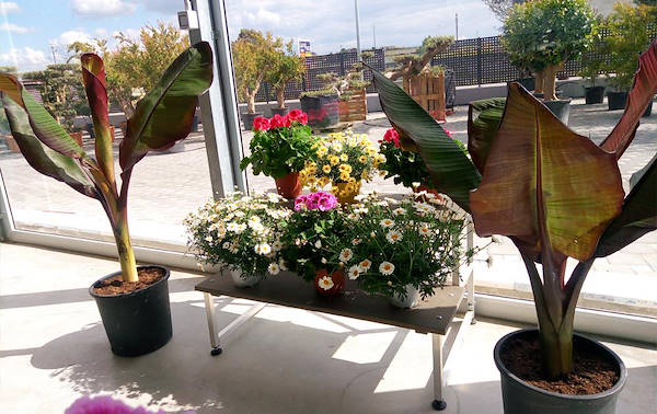 Pépinière Cucco, aménagement de la surface intérieure