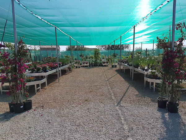 Pépinière La Roubine - Arles