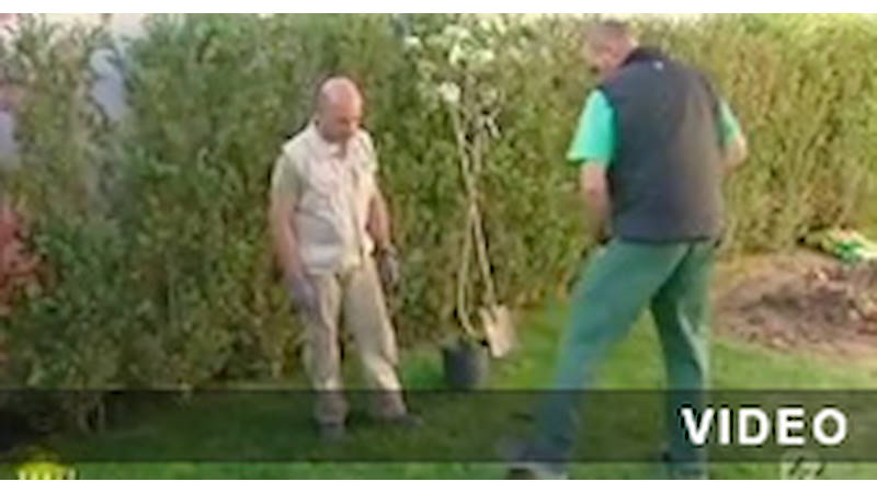 Progettazione Giardini Melaverde 2011