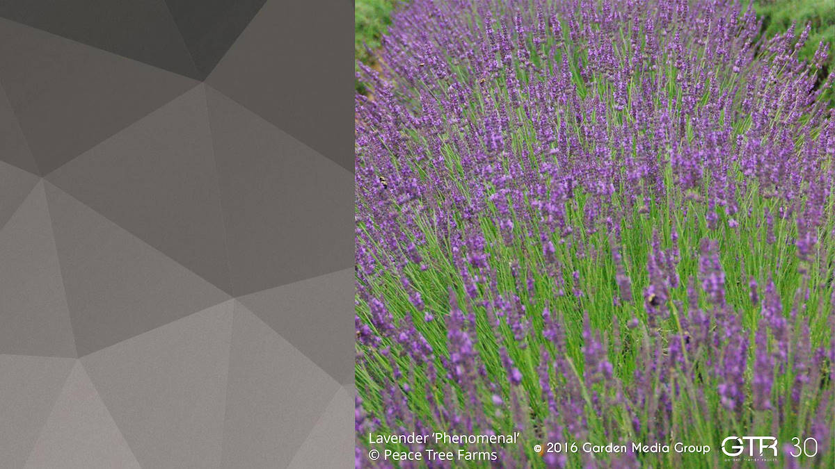 Recherche Tendance Jardins 2017