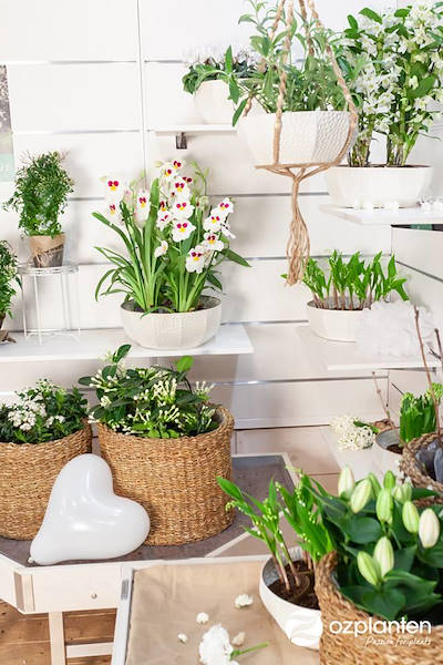 Serra - Garden Center Identity