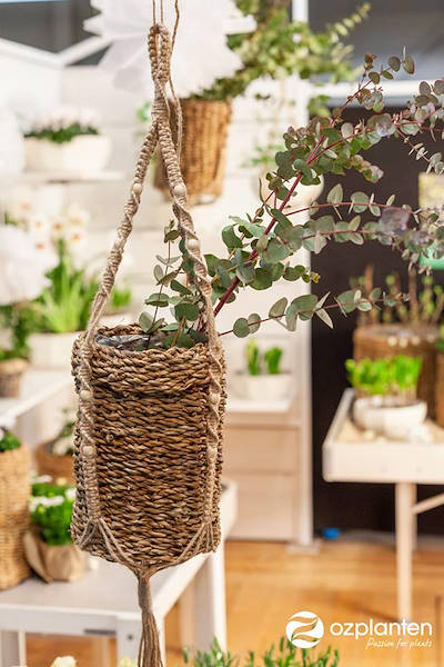 Serra - Garden Center Identity