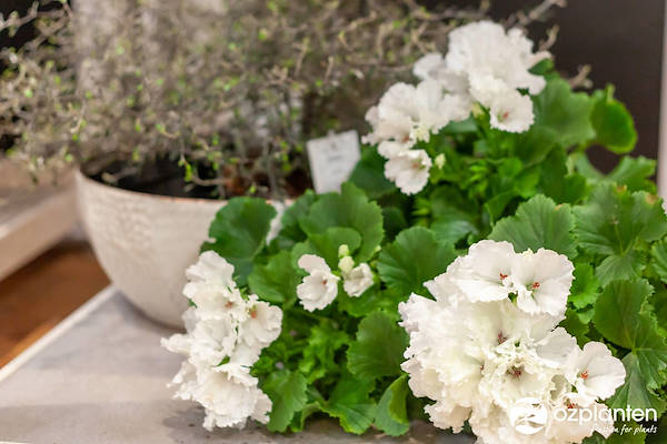 Serra - Garden Center Identity