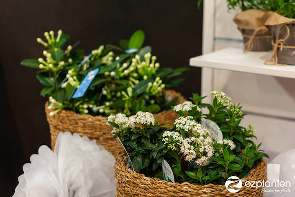 Serra - Garden Center Identity