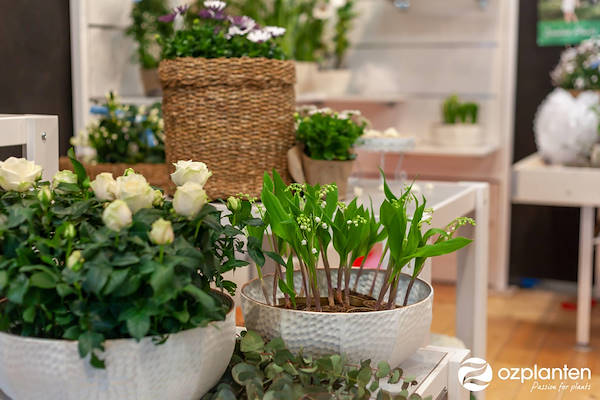 Serra - Garden Center Identity