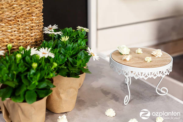 Serra - Garden Center Identity