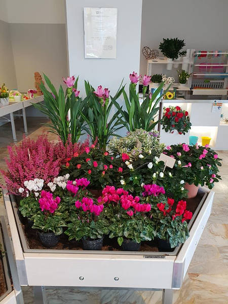 Sogno Fiorito, the new Flower Shop