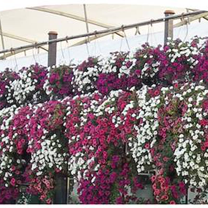 Supporto porta insegna con grafica personalizzata per carrello cabriolet