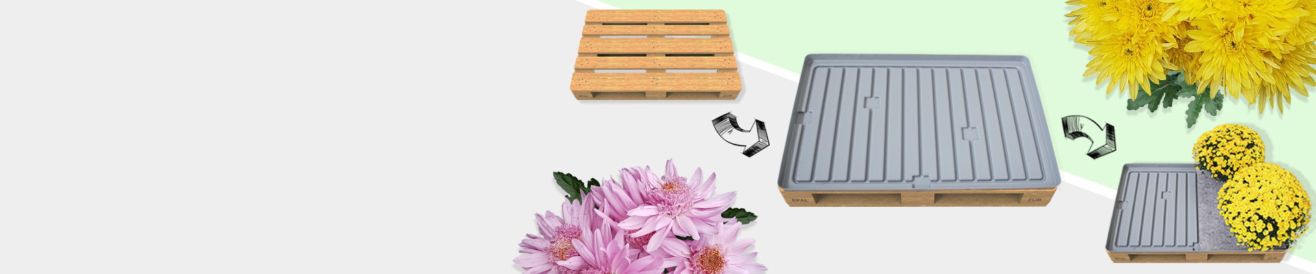 DISPLAY THE CHRYSANTHEMES ON THE EUROPALLET WATER TRAY