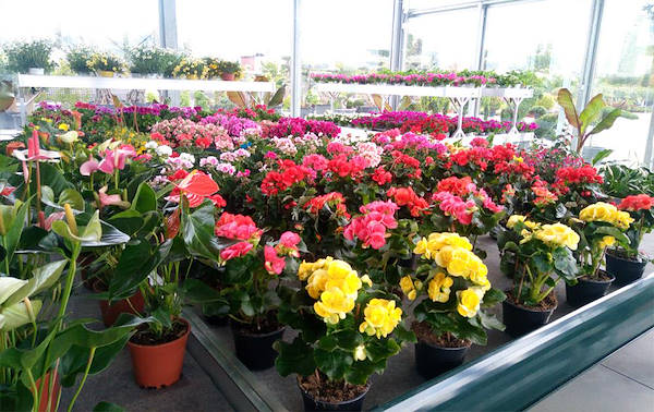 Vivai Cucco, progettazione dell’area interna