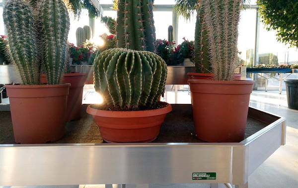 Vivai Cucco, progettazione dell’area interna