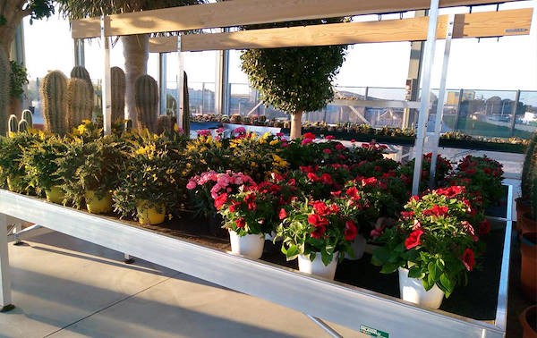 Vivai Cucco, progettazione dell’area interna