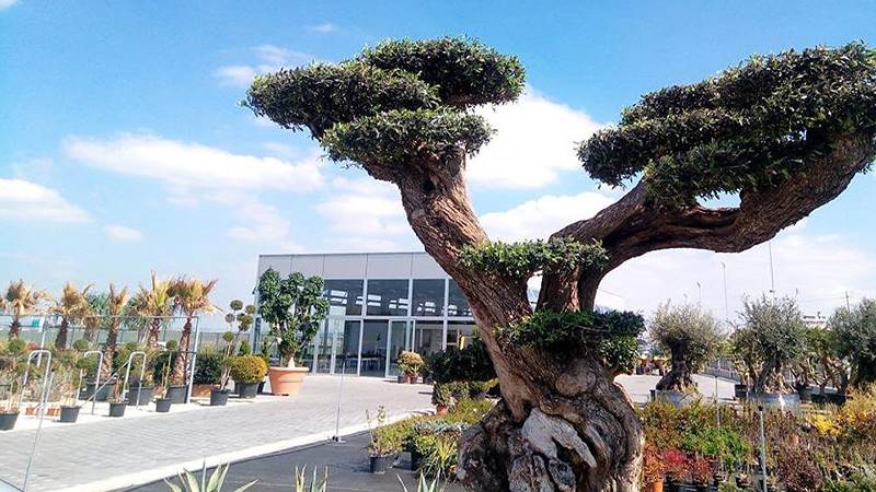 Pépinière Cucco, aménagement de la surface intérieure