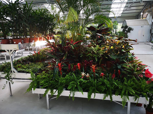 Viveros del Valle erneuert die Ausstellung von Pflanzen und Blumen