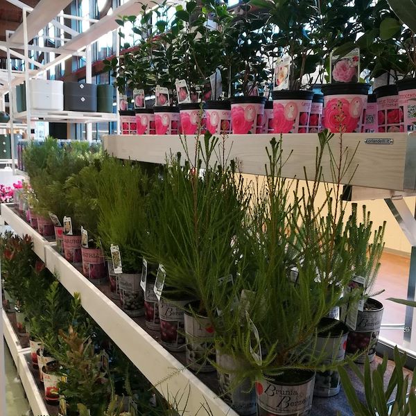 Wandpalette aus Holz