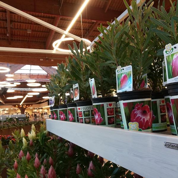 Wandpalette aus Holz